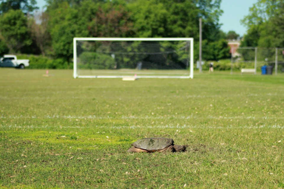 A turtle lays eggs in the middle of the soccer field on York Road Park. Anam Khan/GuelphToday