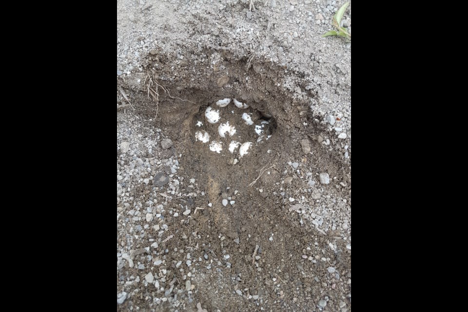 Turtle nest with eggs.  Photo Courtesy of Logan Mercier. 