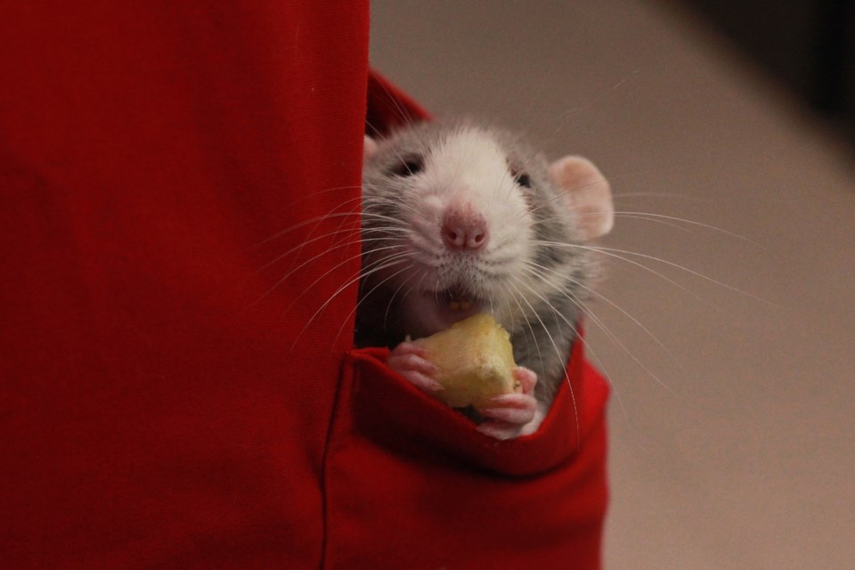 Penelope the rat eats banana in a pocket. Anam Khan/GuelphToday