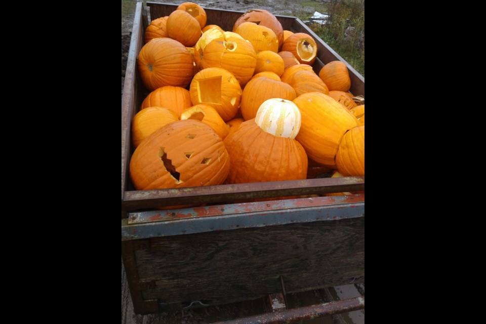A look at Sarah Busby's collection of pumpkins. Supplied photo.