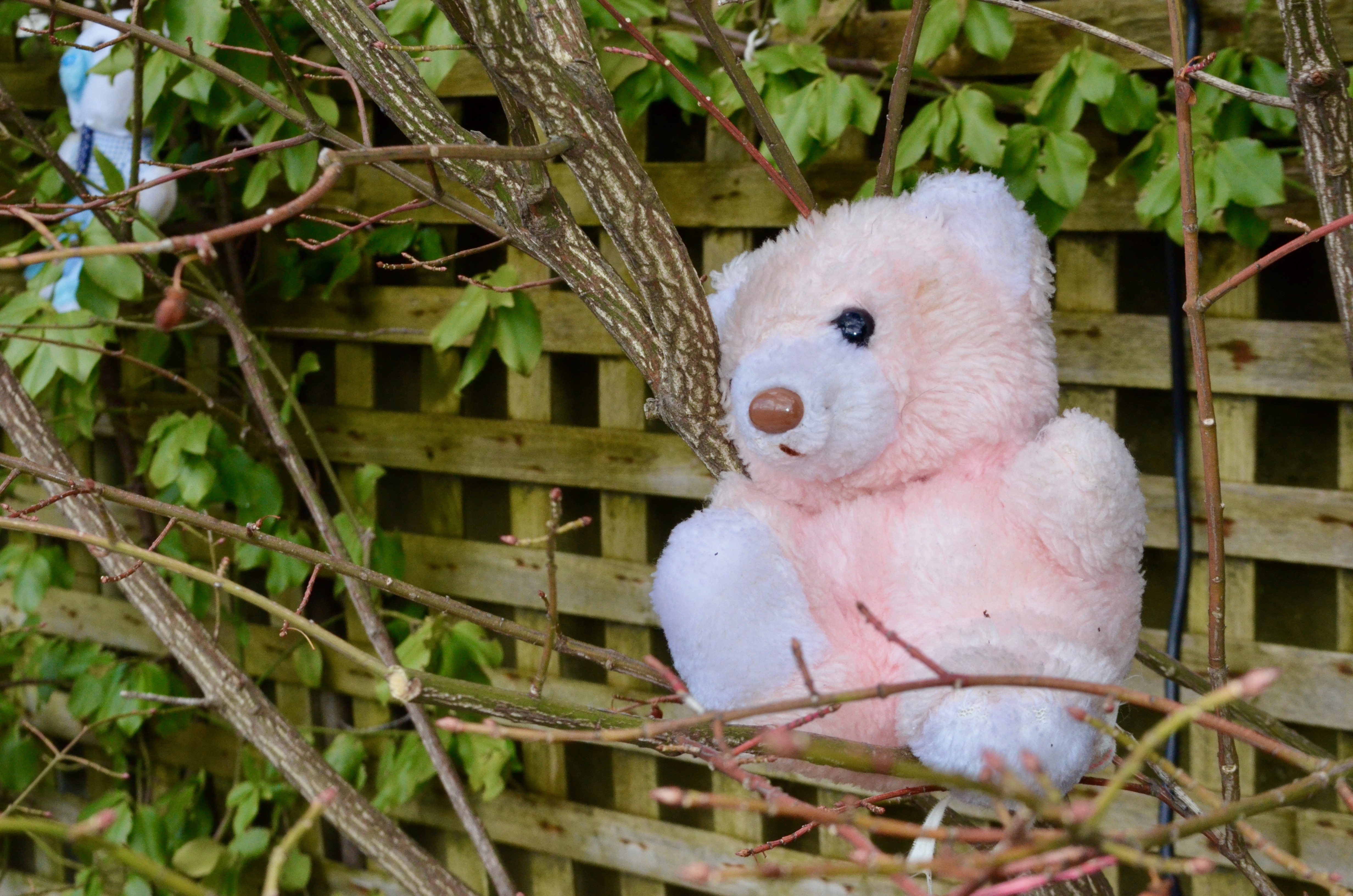 the teddy house