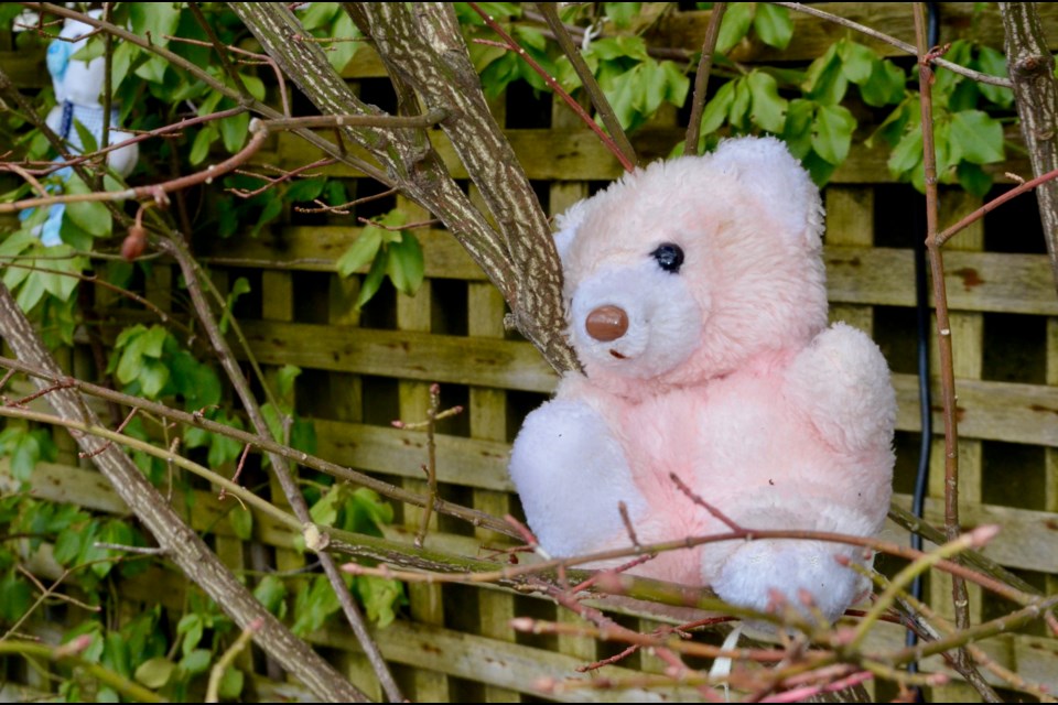 Teddy Bears hanging around their front porch on Bristol Street. Troy Bridgeman/GuelphToday