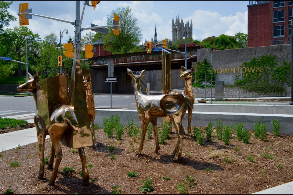 A herd of bronze deer, from the Sudden Garden sculpture installed in 2019, grazes next to the Guelph Farmers' Market, near the Gordon Street and Wilson Street entrances to Downtown Guelph. Troy Bridgeman/GuelphToday