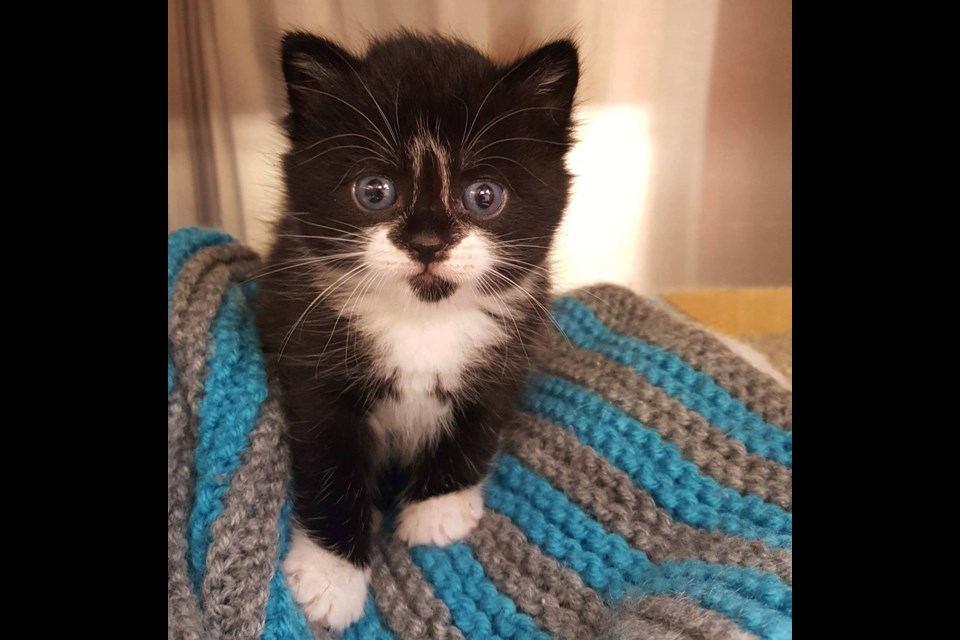 A kitten named Daffodil from the Guelph Humane Society looks at the camera. Supplied photo