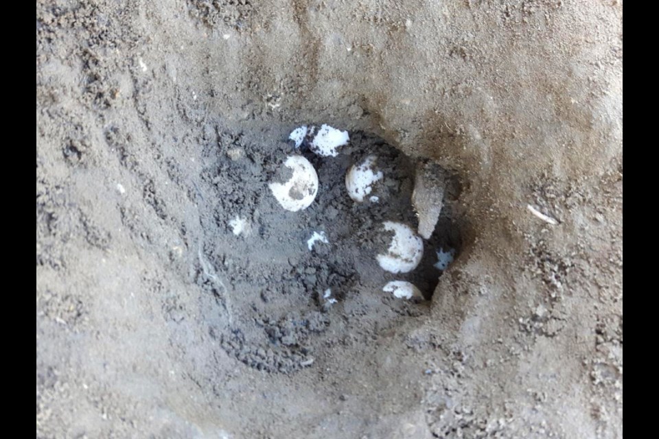Turtle eggs ready to be excavated. Supplied photo