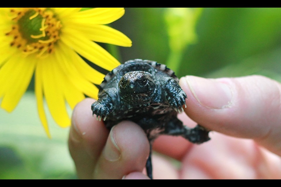 A close up of a baby snapping  turtle at the Charitable Research Reserve in Cambridge. Anam Khan/GuelphToday
