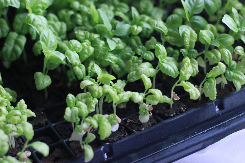 Fresh lettuce from the hydroponic system. Anam Khan/GuelphToday