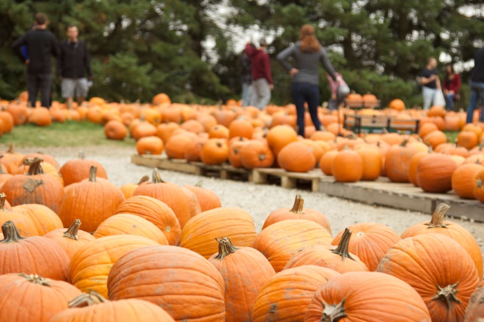 Pumpkins and pumpkins and pumpkins at Strom's Farm. Anam Khan/GuelphToday file photo