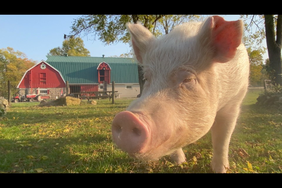 Esther The Wonder Pig still in the pink Guelph News