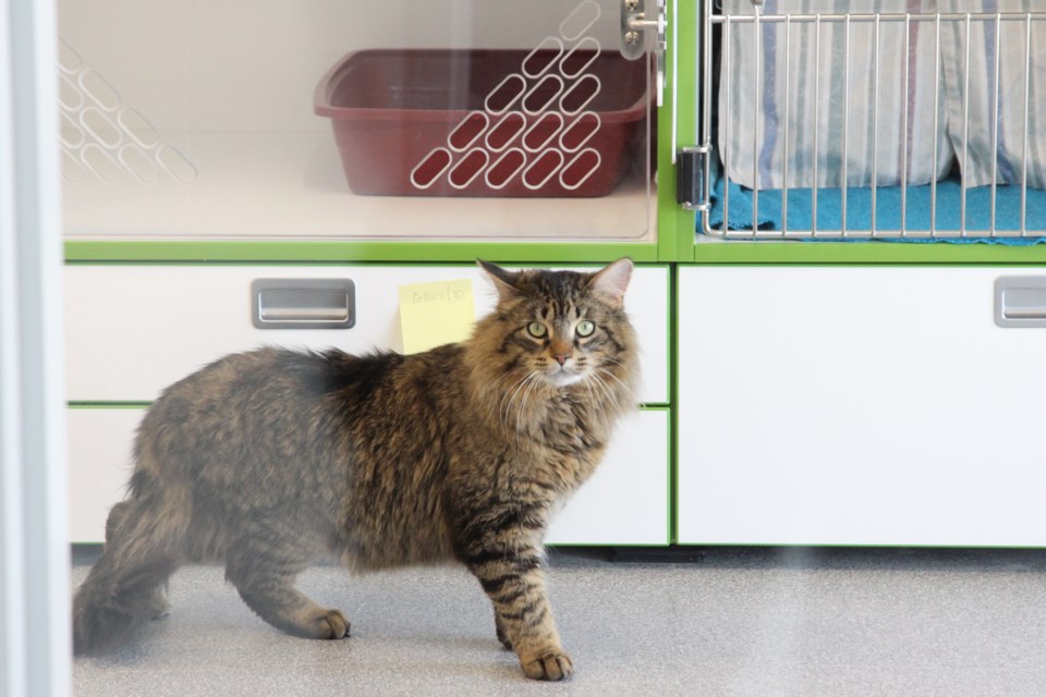 Guelph Humane Society's new facility includes plenty of lounging room for animals. Here is Lord Fluffy strolling around the cat room. Anam Khan/GuelphToday 