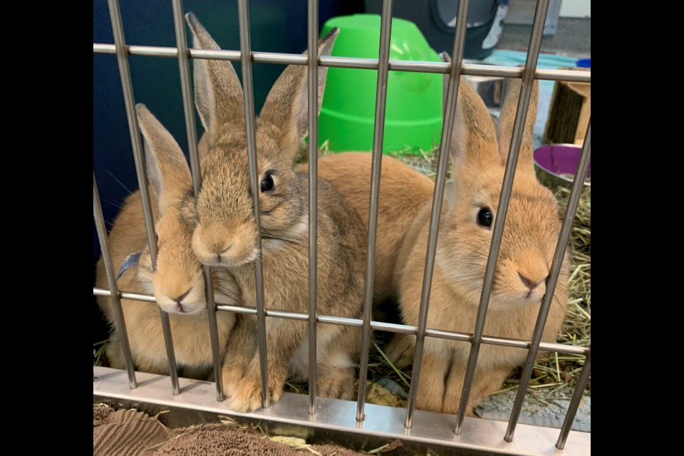 Three brown bunnies waiting for their forever home. Supplied photo