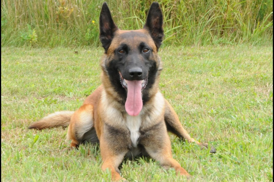 Jett was a Belgian Malinois who worked as a general service dog specializing in detecting human scene, narcotics, firearms and ammunition. 