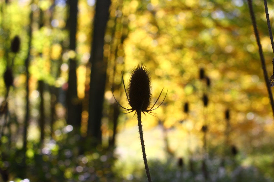 A silhouette of a common teasel against vibrant yellow leaves by the trail in the Arboretum. A walk around The Arboretum shows the many colours of this fall season. 