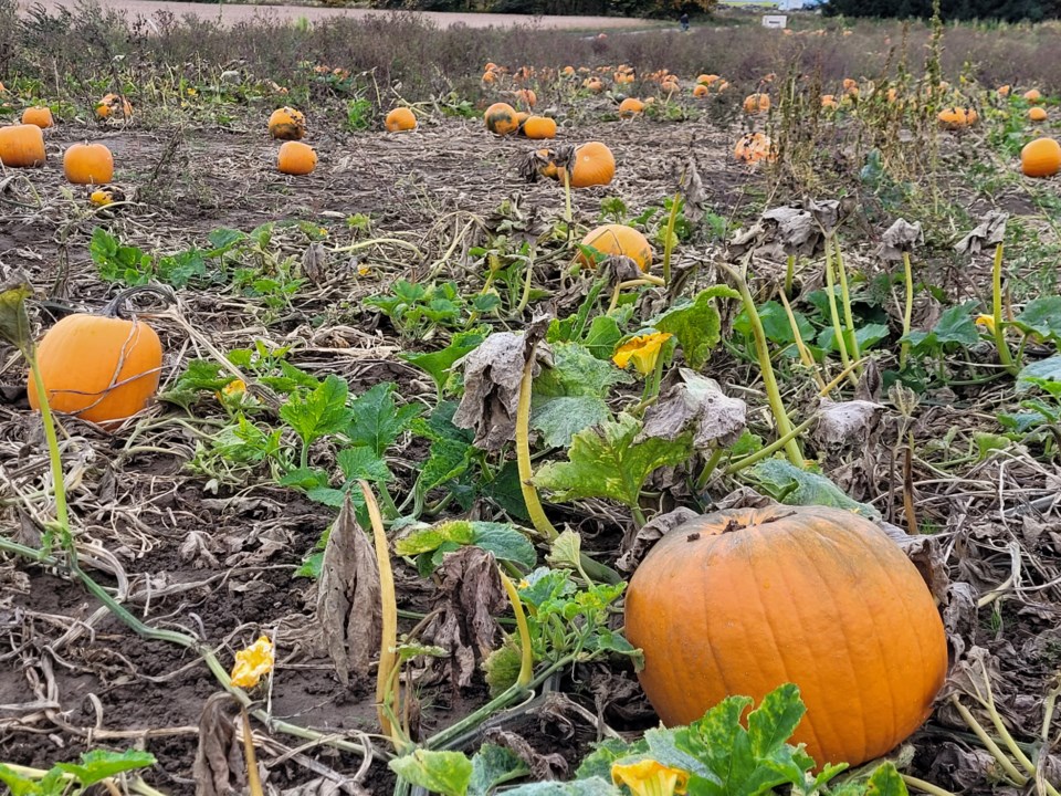 Thanksgiving Day pumpkins galore Guelph News