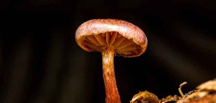 The growing use of magic mushrooms to treat mental health disorders is changing attitudes toward the use of psychedelic drugs. 