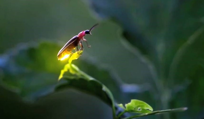 In North America, there are 173 species of fireflies. 
