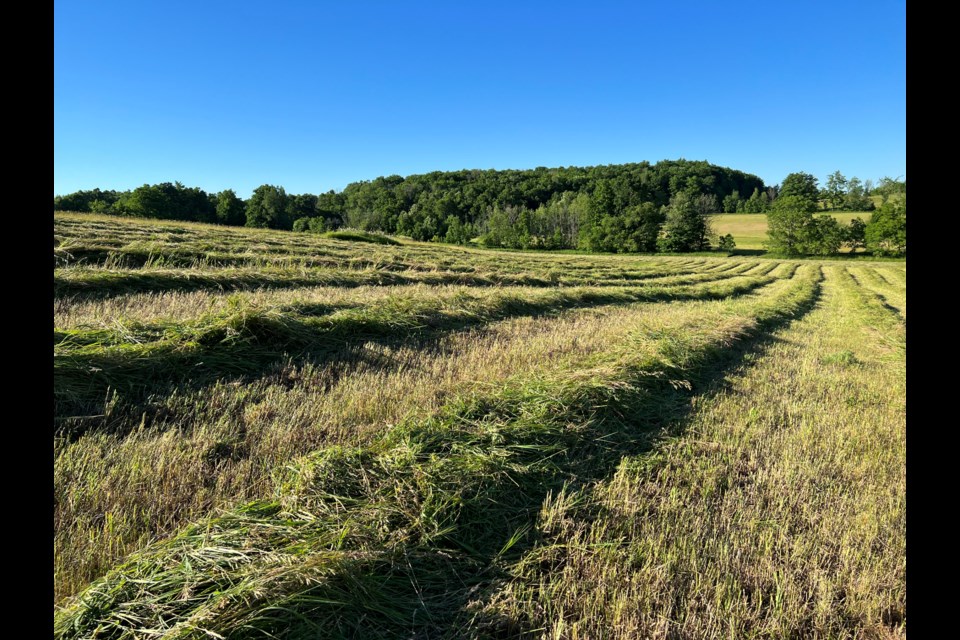 Haying in Wellington County. 