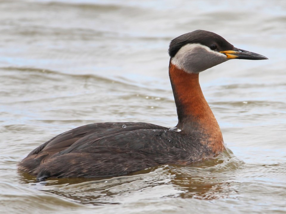 2024-0801-guelph-christmas-bird-count-bl-1