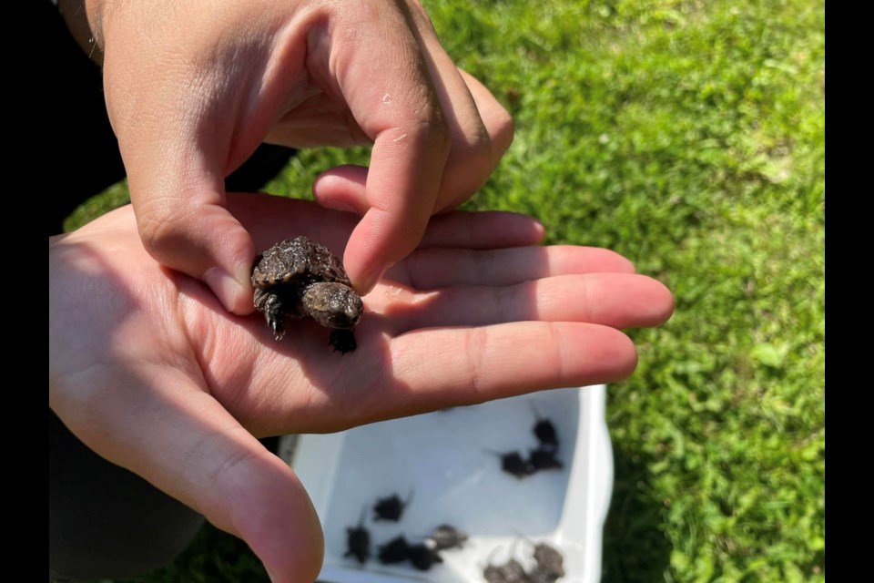 Members of the Erin-Hillsburgh Turtle Guardians joined together to release 16, day-old snapper hatchlings that were incubated at the rare Charitable Research Reserve, back to the Credit River watershed in Hillsburgh. 