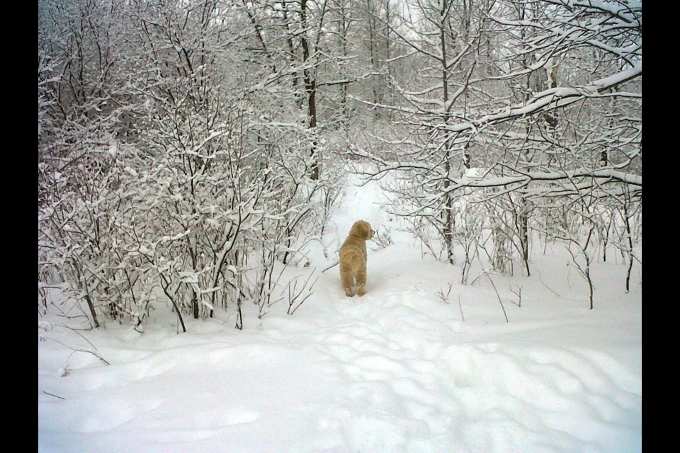 A dog in the snow at the Fergus dog park