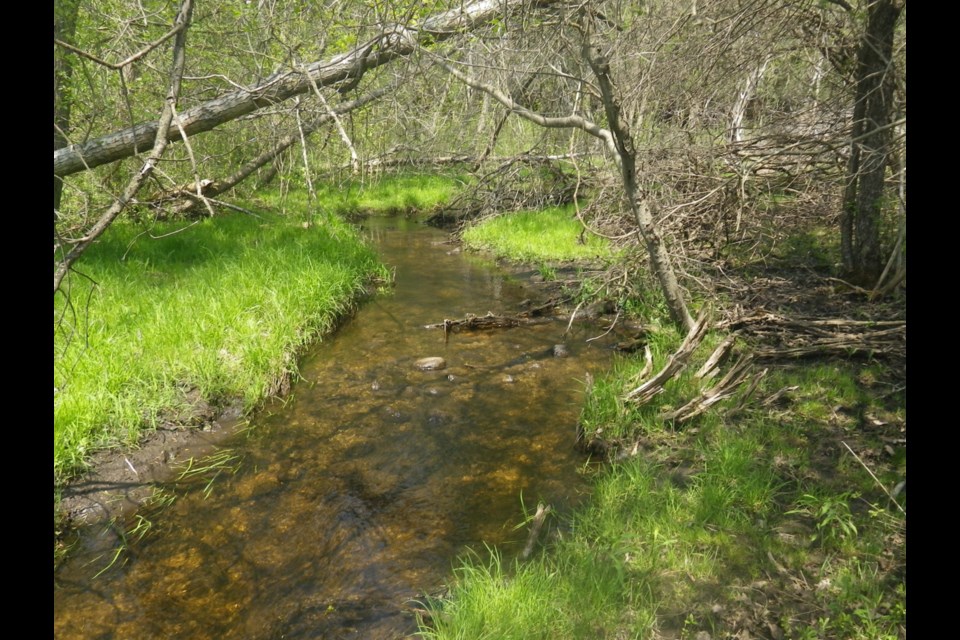 Hanlon Creek Habitat. Photo supplied by Trout Unlimited Canada.