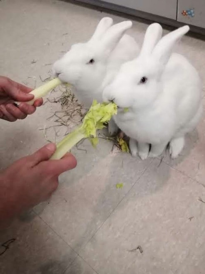 Eating celery - cropped (1)
