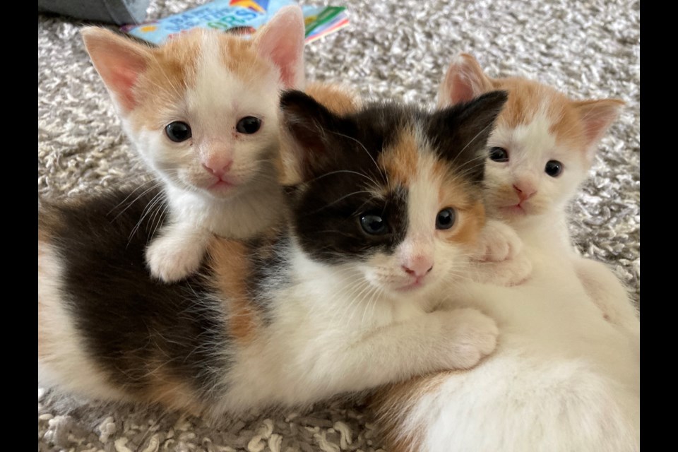 Nicole Vettor is currently looking after a mother cat and her kittens.