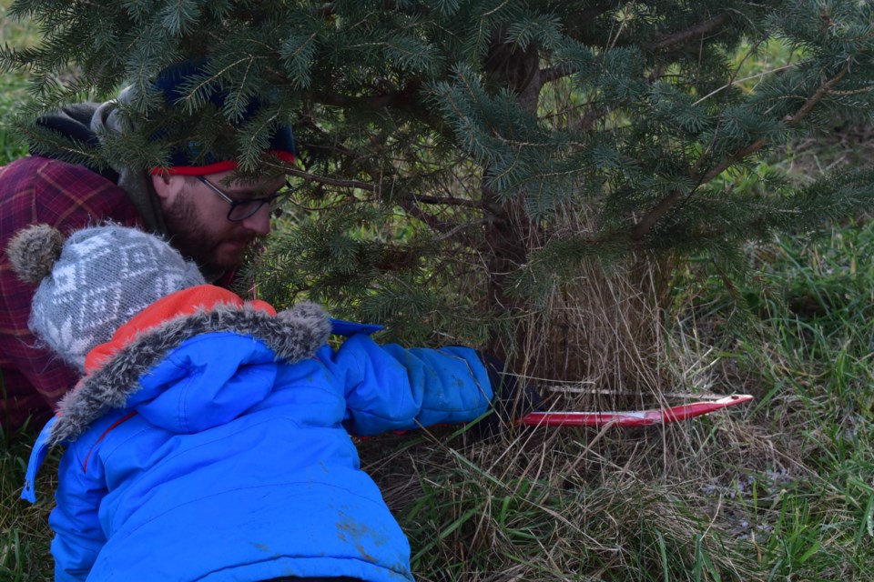 A father and son take turns with the saw cutting down their Christmas tree.