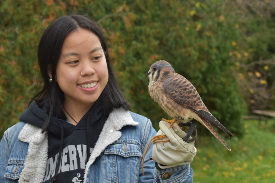 Jean Kheng holds Artemis, an American Kestrel who came to the facility from the Toronto WIldlife Centre in 2009.
