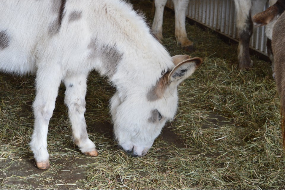 A miniature donkey eating a snack.