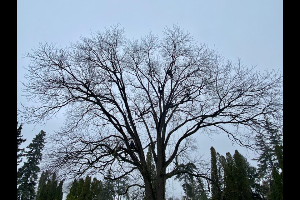 An arborist hanging from a black walnut tree at Woodlawn Memorial Park.