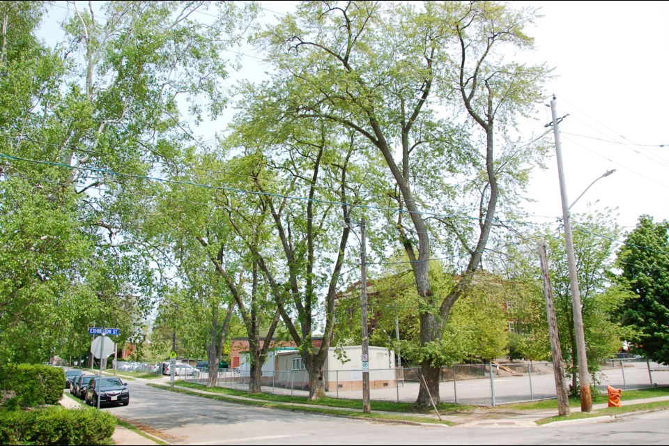 Four mature maple trees are set to come down at the intersection of Exhibition Street and Clarke Street West, overhanging Victory Public School.