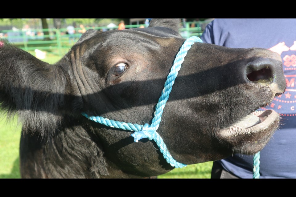 Joe the cow at the ant the annual Fergus Fall Fair. The 2023 fair was hosted at Centre Wellington Community Sportsplex in Fergus. Plenty of merriment and activities for all.