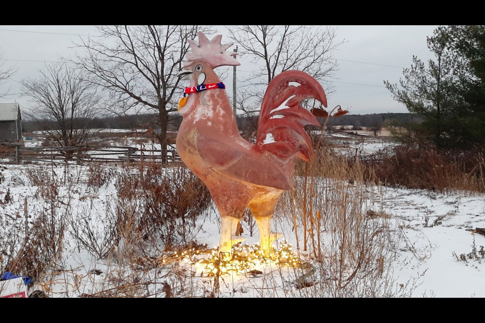 This 13-foot tall, concrete rooster stood on Elizabeth Street for about 40 years. Now it can be found in a Puslinch garden.