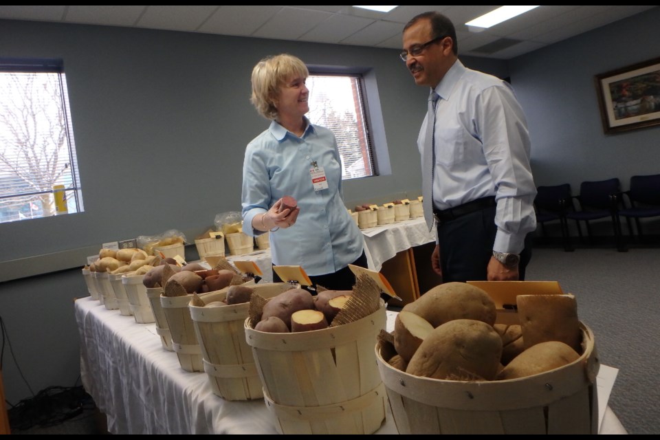 U of G plant technician Vanessa Currie and Agriculture and Agri-Food Canada senior research scientist Elsayed Abdelaal were part of Guelph's first potato selection release.    