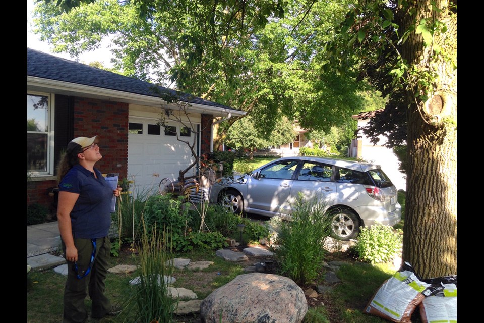 Healthy Landscape Program advisor Alison Maxwell discusses possible treatment options for an ash tree. Barb McKechnie for GuelphToday