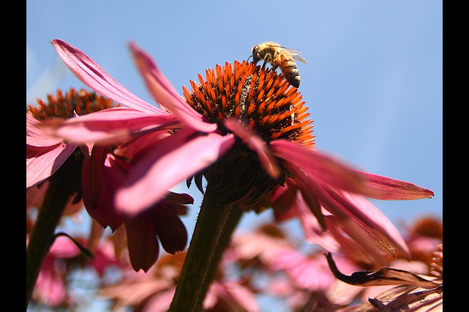 Guelph Trial Garden show open to public (7 photos) Guelph News