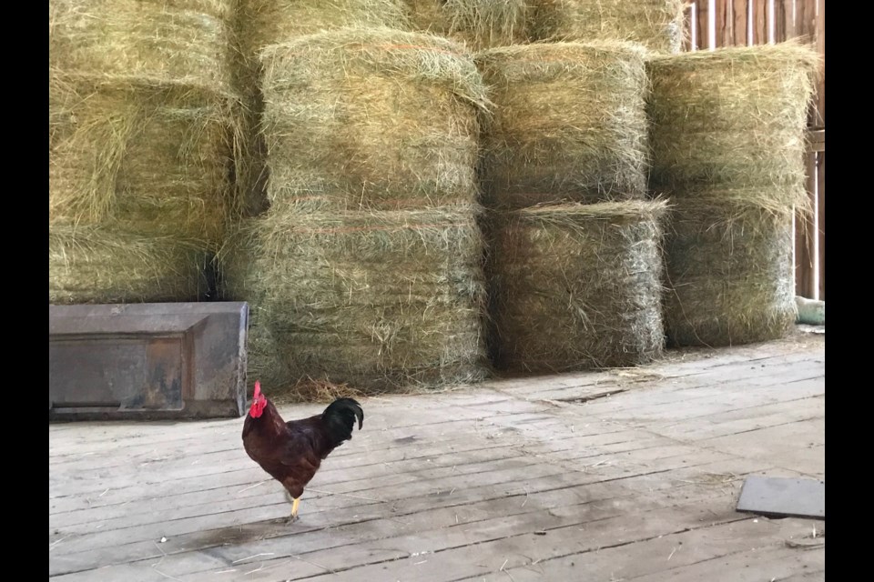 A rooster struts his stuff at WCF barn. Barb McKechnie for GuelphToday.com