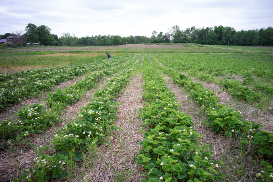 Strawberry plants flowering at Butt's Berry and Flower Farm near Fergus. An unusually cool and wet spring is causing many crops to be behind schedule. Kenneth Armstrong/GuelphToday