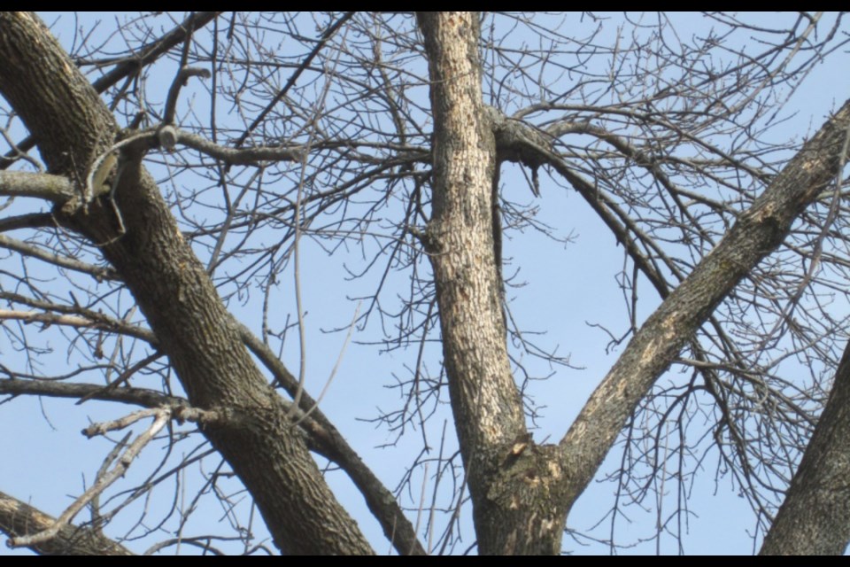 Damage done by the emerald ash borer.