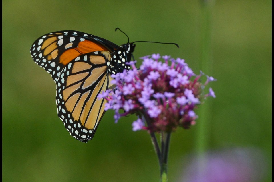 A butterfly rests on a verbena plant at the Guelph Trial Garden Friday afternoon. Tony Saxon/GuelphToday