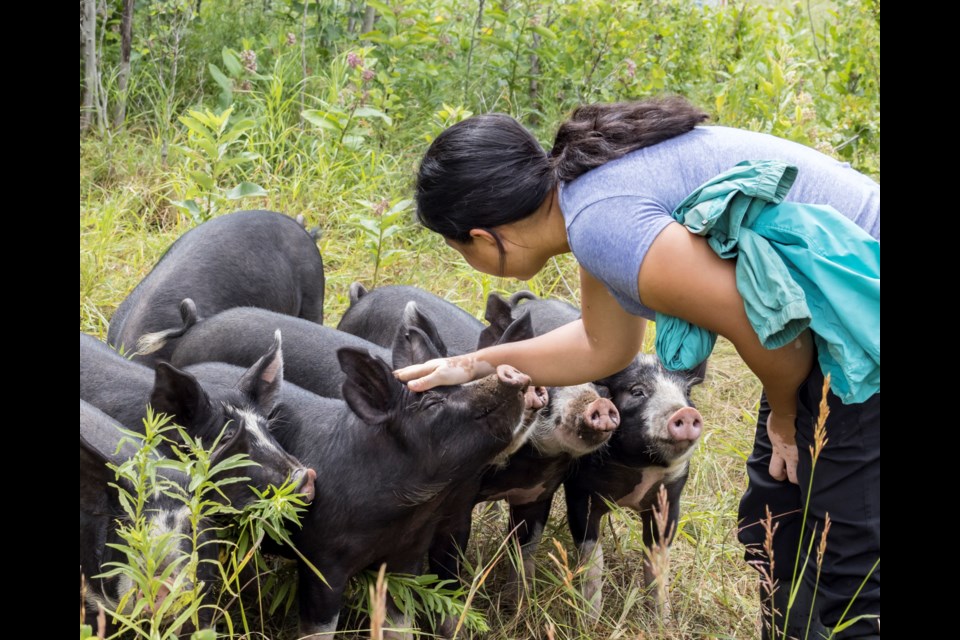 A farmer pets their pigs while they are out grazing.
