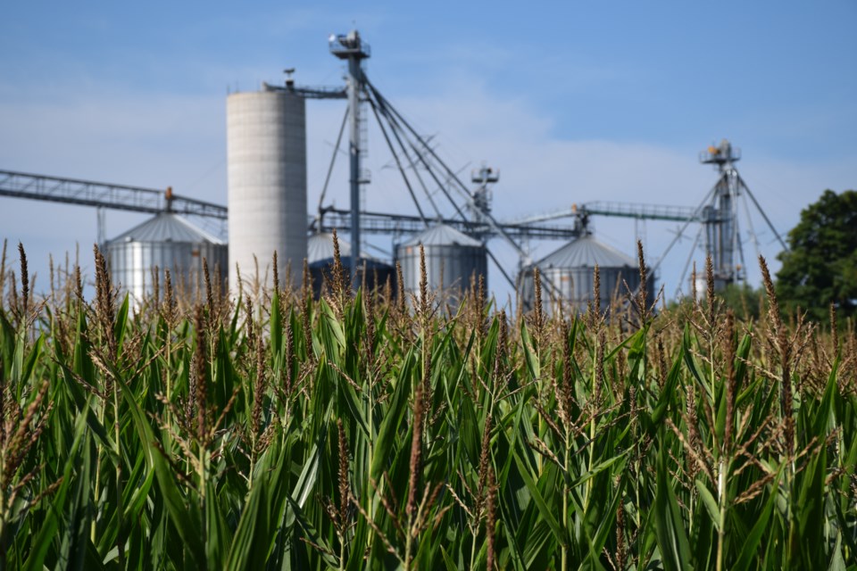 Corn in the Guelph area is expected to yield poorly due to very hot, dry conditions at a critical stage of growth. Rob O'Flanagan/GuelphToday