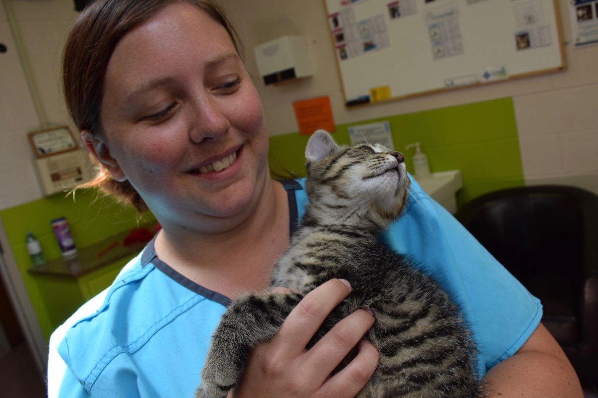 Humane Society launches cat adoption program Guelph News