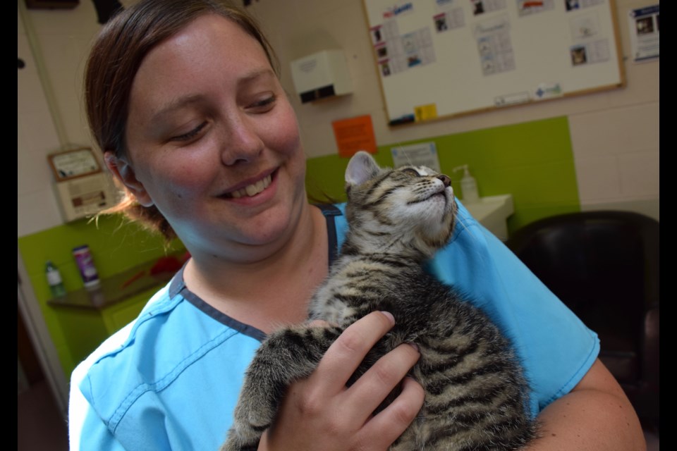 Humane Society launches cat adoption program Guelph News