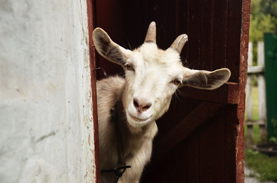 20161126 goats ts