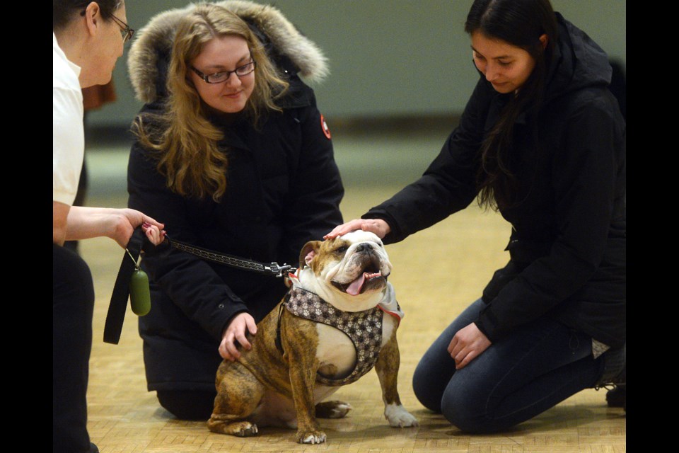 Augie the English bulldog gets some love from a couple of University of Guelph students at the Take A Paws event Monday on campus. Tony Saxon/GuelphToday