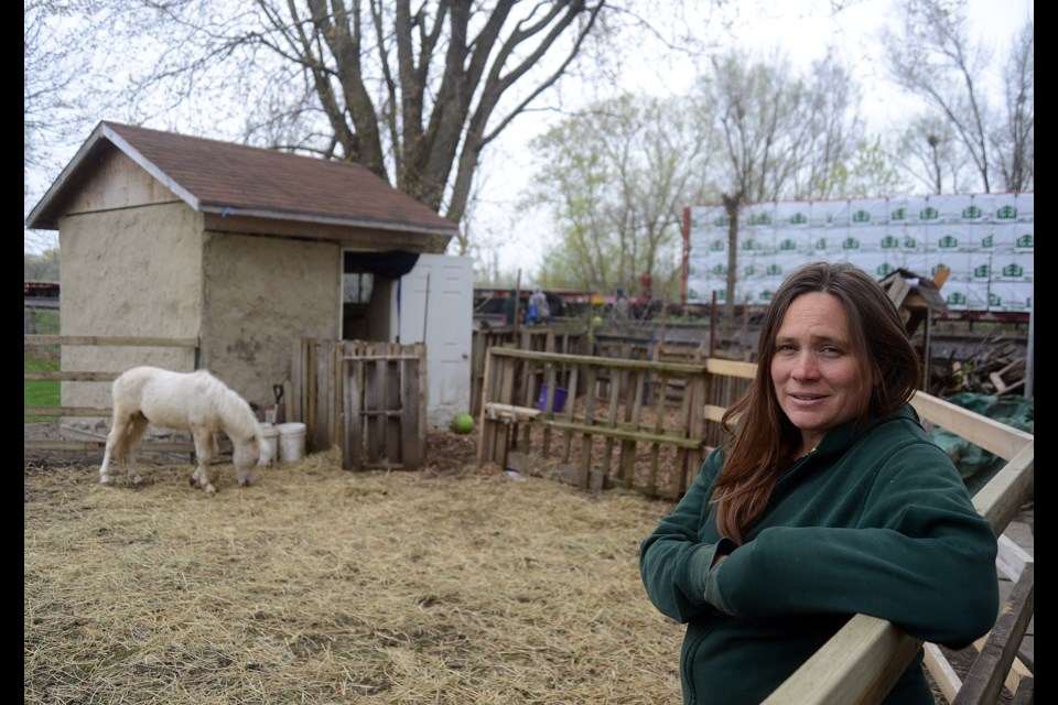 Amy Lalonde stands in the backyard pen of her Memorial Crescent home where she houses Odin, a Shetland pony/mini horse cross. Tony Saxon/GuelphToday