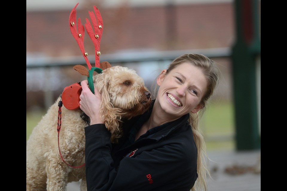 Kaylyn Stephenson-Hull tries to get Max to cooperate during a holiday-themed doggie photo shoot at Royal City Park Saturday, Dec. 2, 2017. Organized by local Walk With Zoey pet training, donations from the photo shoot went to the Global Vets program. Tony Saxon/GuephToday