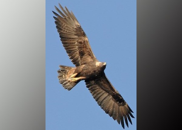 2018-01-30 Golden Eagle missing